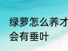 绿萝怎么养才会有垂叶 绿萝如何养才会有垂叶