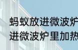 蚂蚁放进微波炉里加热会死吗 蚂蚁放进微波炉里加热会不会死