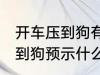 开车压到狗有什么兆头 开车不小心压到狗预示什么