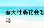 春天杜鹃花会怎么样 春天杜鹃花开花吗