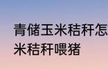 青储玉米秸秆怎样喂猪 如何做青储玉米秸秆喂猪