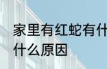 家里有红蛇有什么预兆 家里有红蛇是什么原因