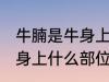 牛腩是牛身上哪个部位的肉 牛腩是牛身上什么部位