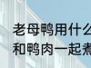 老母鸭用什么煲汤最好 哪些食物可以和鸭肉一起煮汤